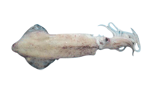 Loligo Squid