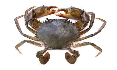 Mud Crab